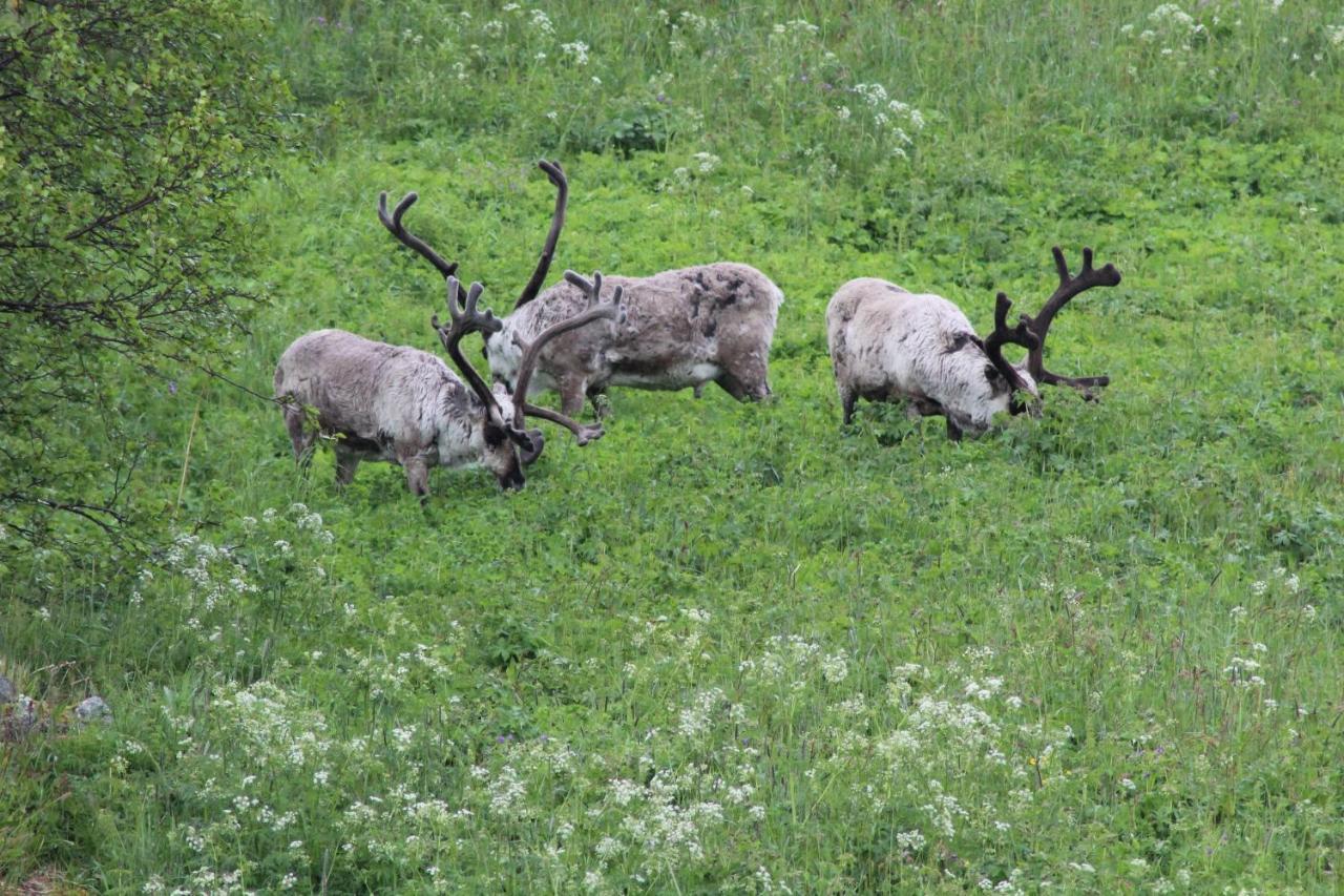 Fjøset Leilighet Hansnes Eksteriør bilde